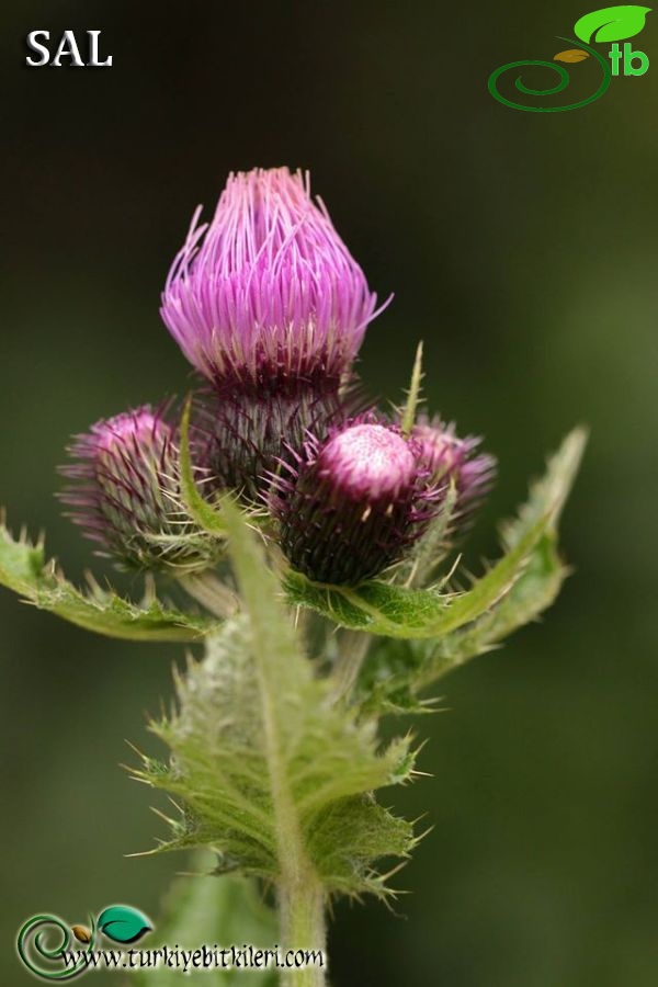 subsp. pseudopersonata-Trabzon