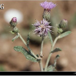 var. spinosum-Şırnak