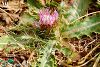 subsp. sinuatum-Kaçkar dağları