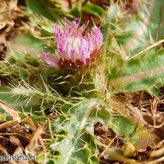 subsp. sinuatum-Kaçkar dağları