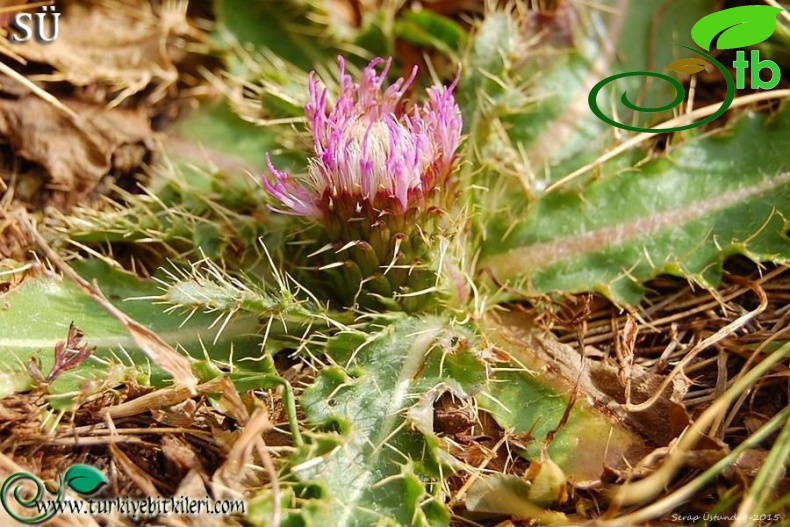 subsp. sinuatum-Kaçkar dağları