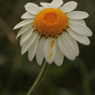 subsp. trapezuntica-Trabzon