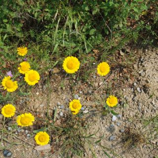 var. tinctoria- İzmir