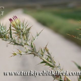 Yunak-Konya