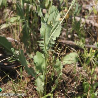 ssp. rhoeadifolia-Mardin