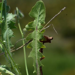 subsp. rhoeadifolia- İzmir