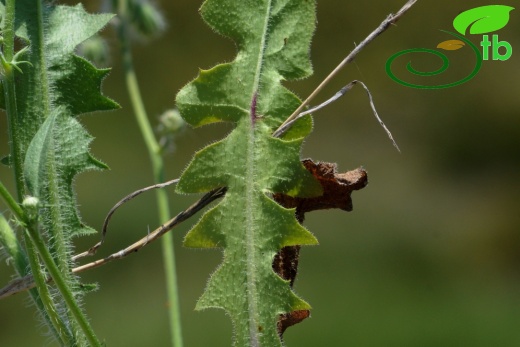 subsp. rhoeadifolia- İzmir