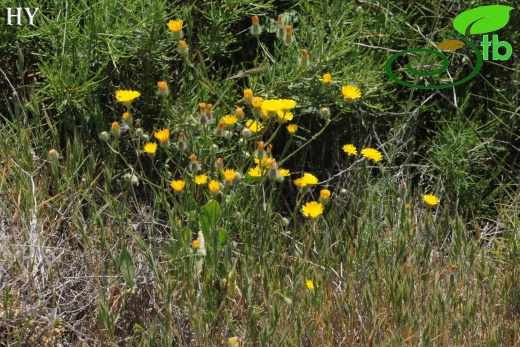 subsp. rhoeadifolia- İzmir