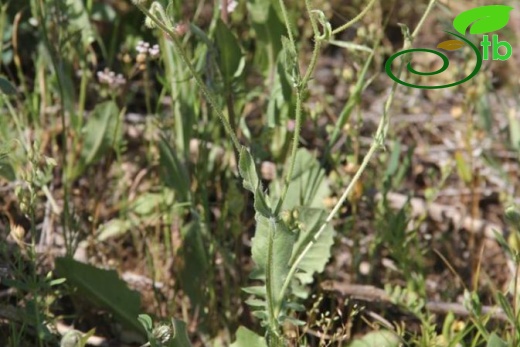 ssp. rhoeadifolia-Mardin