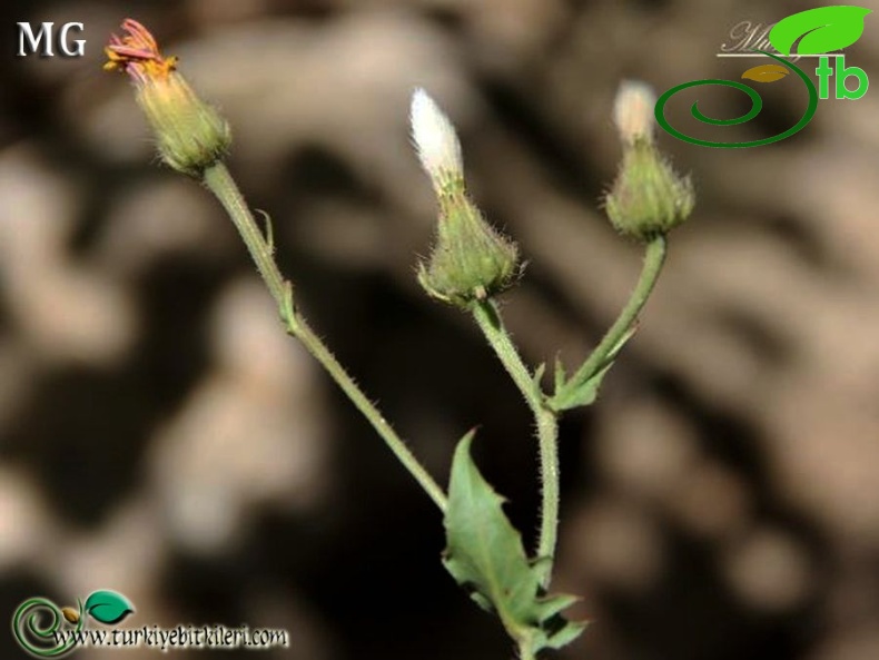 ssp. rhoeadifolia-Mardin