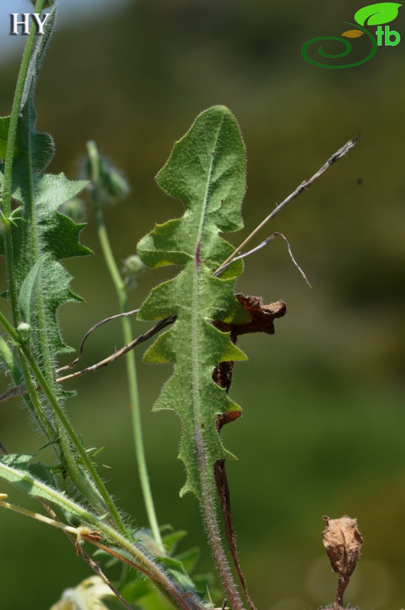 subsp. rhoeadifolia- İzmir