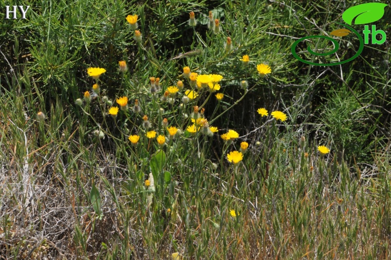 subsp. rhoeadifolia- İzmir