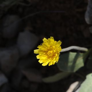 Korkuteli- Antalya