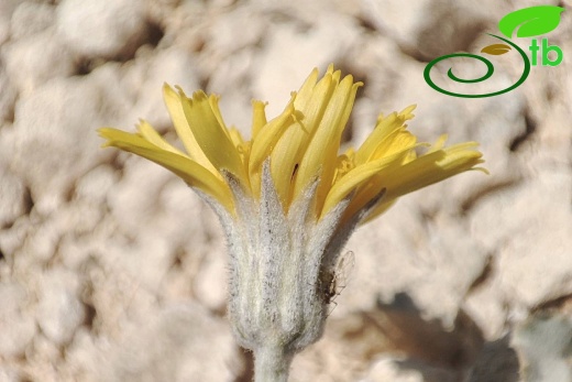 Gazipaşa