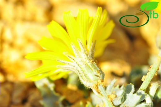 Gazipaşa