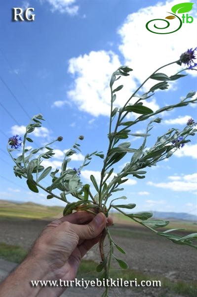 Ulaş-Sivas