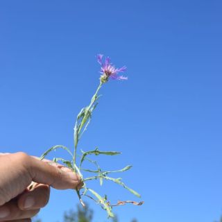 Gölhisar-Çameli