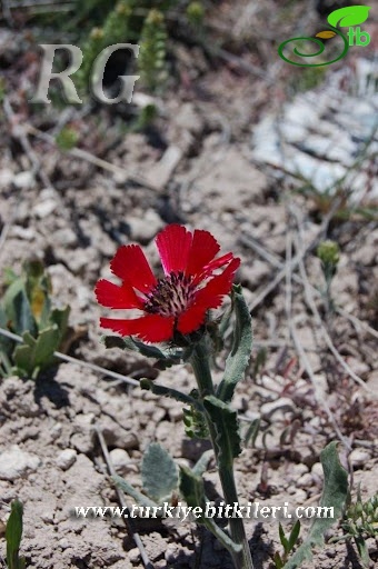 Ankara