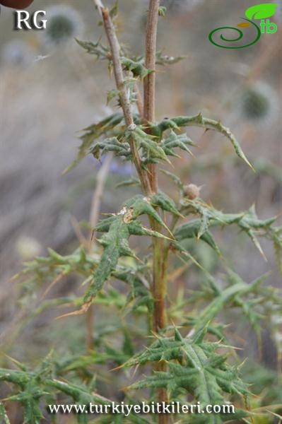 Ssp sphaerocephalus-Çankırı