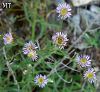 subsp. pycnotrichus-Artvin
