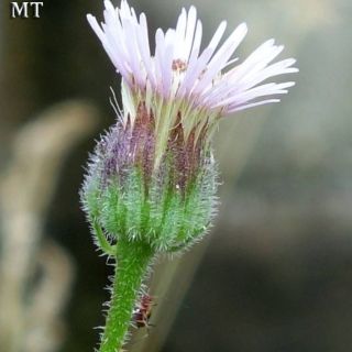subsp. pycnotrichus-Artvin