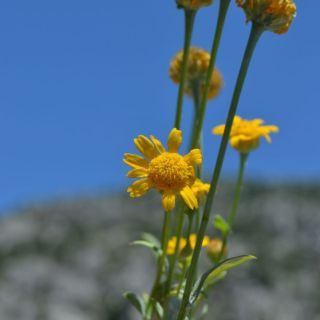 Marmaris-Muğla