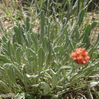 ssp rubicundum-Kars