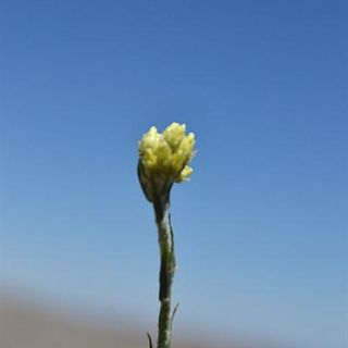 ssp araxinum-Böğrüdelik-Sivas
