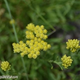 ssp polyphyllum-Çaldıran-Van