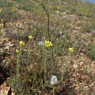 ssp plicatum-Yıldız dağları-Sivas