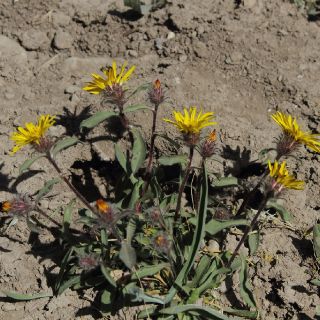 var. caulescens- Hakkari