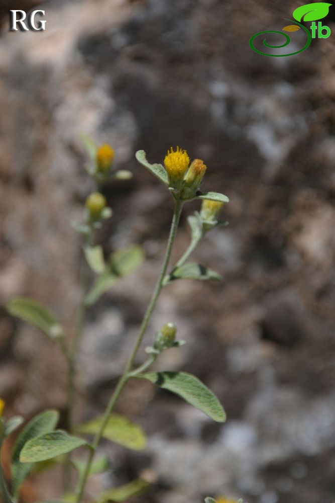 Göktepe-Muğla