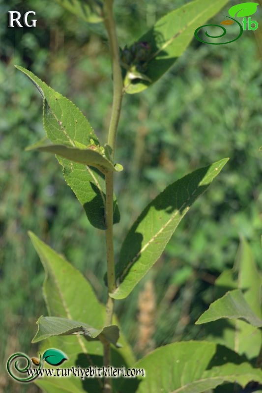 ssp turcoracemosa-İspir-Erzurum