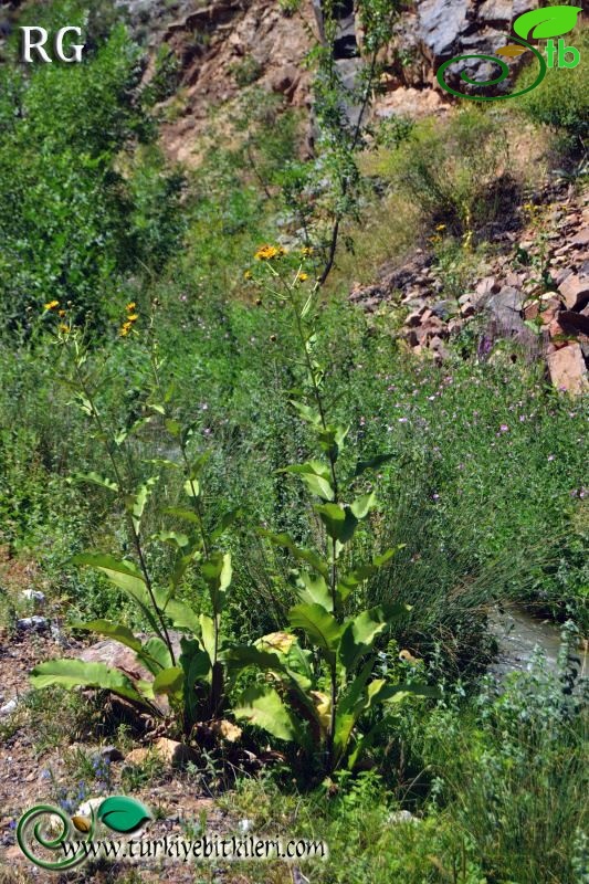 ssp turcoracemosa-İspir-Erzurum