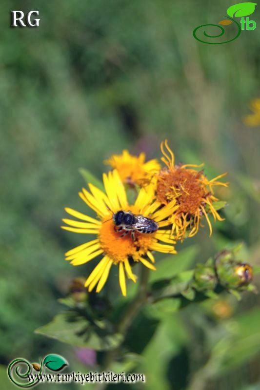 ssp turcoracemosa-İspir-Erzurum