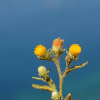 Kaş- Antalya