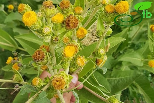 Ssp australis-Hakkari