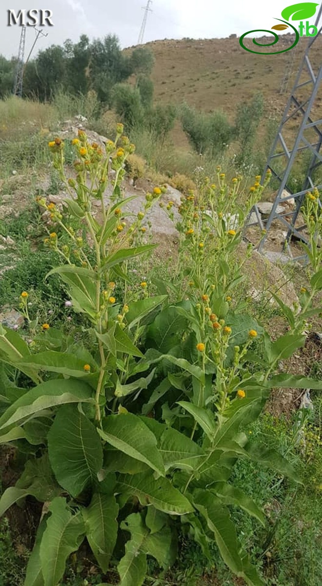 Ssp australis-Hakkari