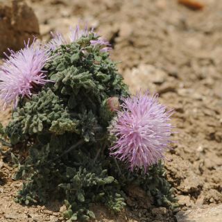 subsp. cadmea- İzmir