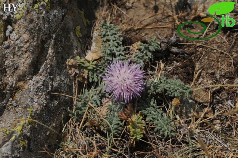 subsp. cadmea- İzmir