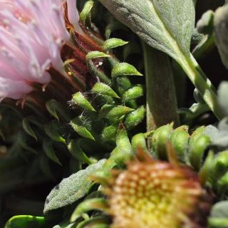 subsp. moschus- Gündoğmuş