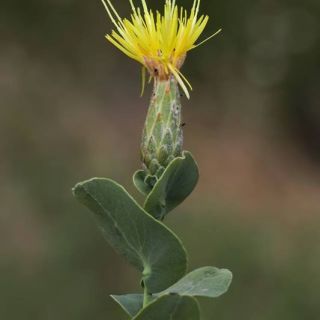 Amanos dağları-Osmaniye