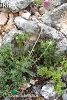 Erdemli-Mersin