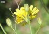 Subsp. adenophora-İzmit