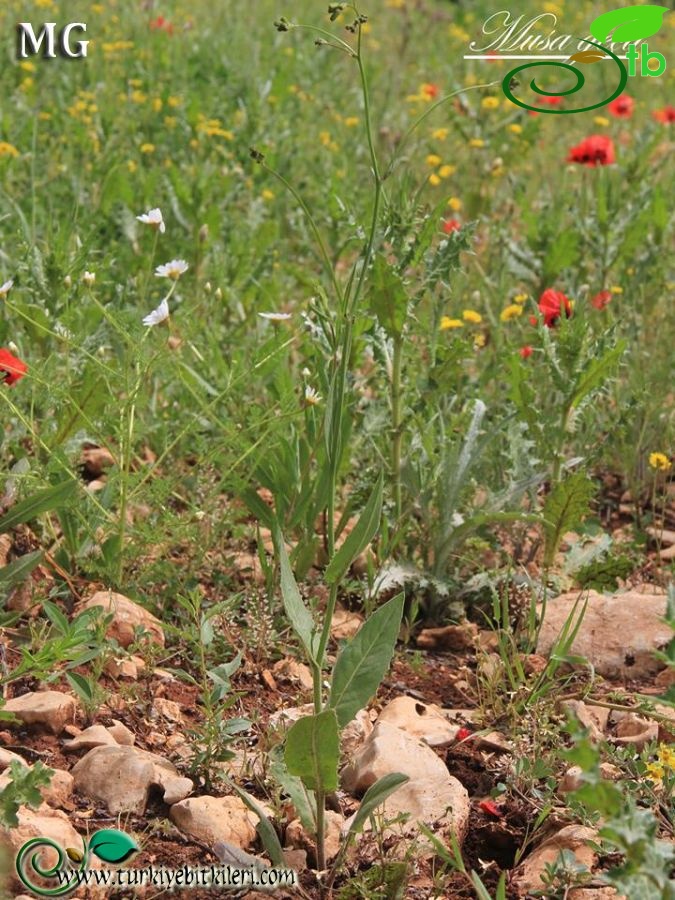 Mardin