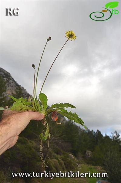 ssp hispidus-Datça-Muğla