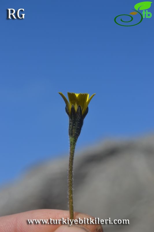 ssp hispidus-Datça-Muğla