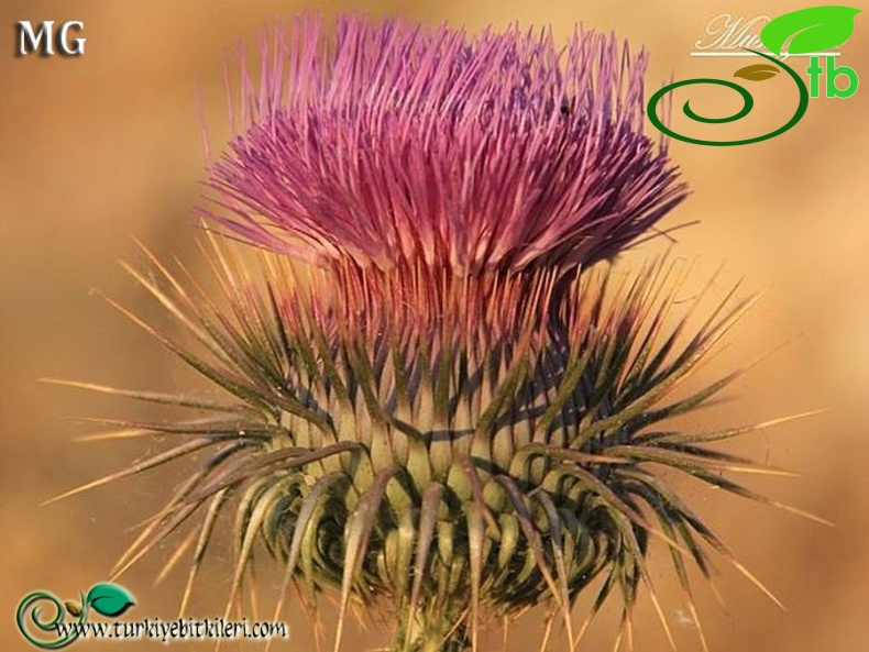 Mardin