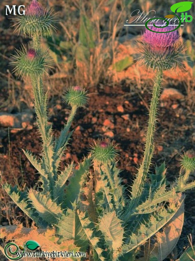 Mardin