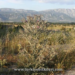 Muğla